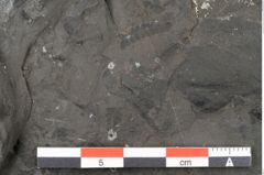 Foto (Detailansicht) von Acrostichopteris lunzensis Ettingshausen (NHMW-GEO-2024-0188-10524)